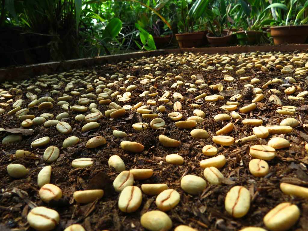 How to Grow a Coffee Plant?