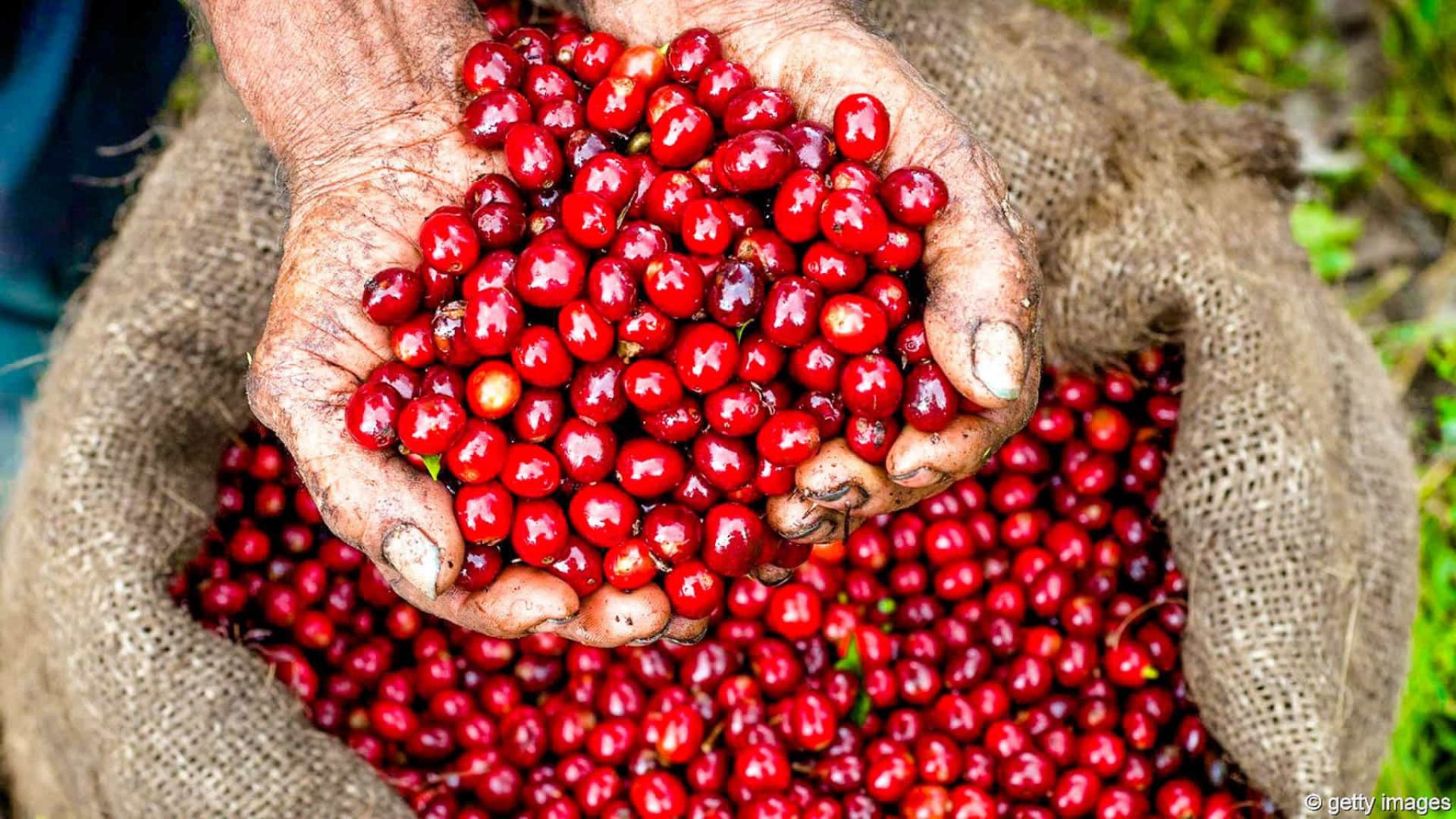 Where Does Coffee Grow Coffee Geography