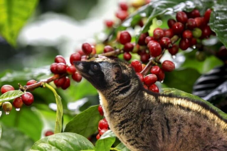 Kopi Luwak Coffee The Origin, Taste, Cost and Benefits