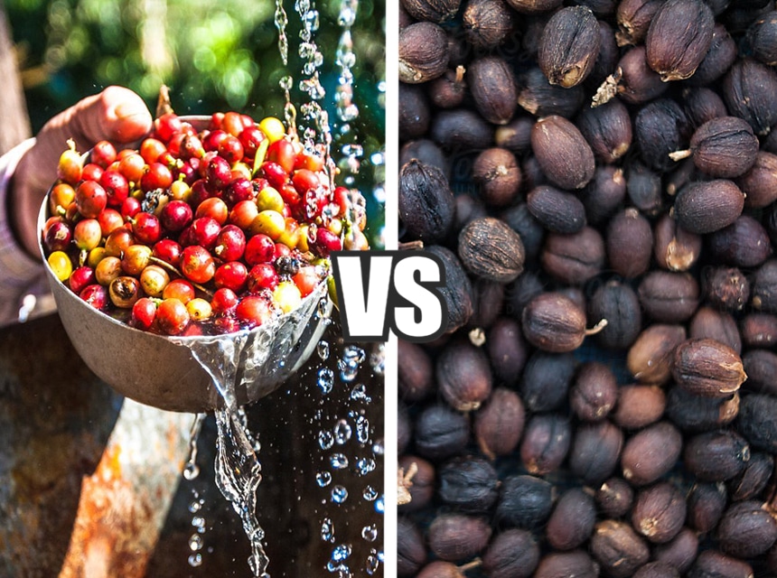 Washed vs. Natural Coffee: What's the Difference?