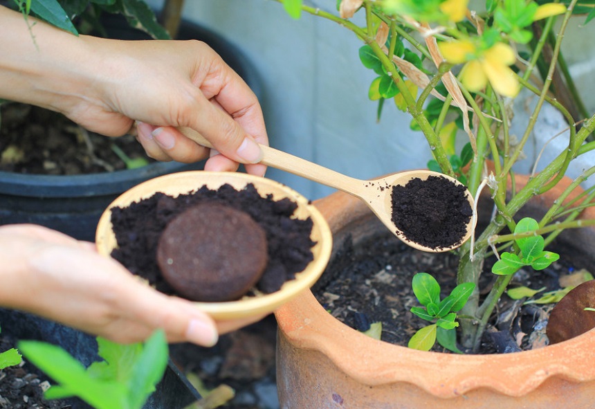 What Plants Like Coffee Grounds? And How to Use Them in Gardening and Planting?